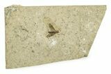 Detailed Fossil March Fly (Plecia) w/ Legs - Wyoming #245645-1